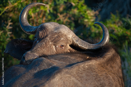 a Cape Buffalo seen on a safari in South Africa