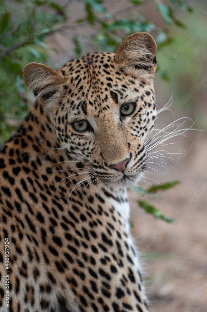 Portrait of a young female Leopard seen on a safari in South Africa Portrait of a young female Leopard seen on a safari in South Africa