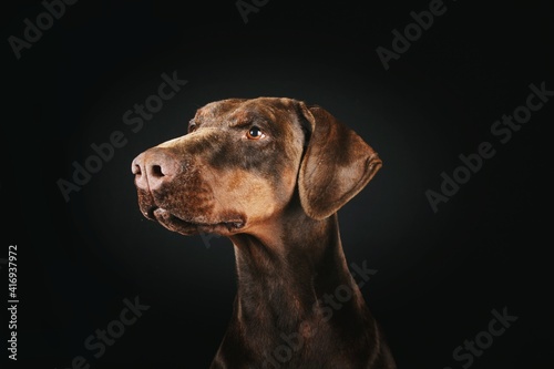 brown doberman isolated on black background © eds30129
