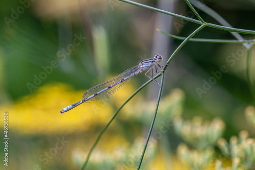 Common Bluetail Damselfly ,Ischnura heterosticta photo