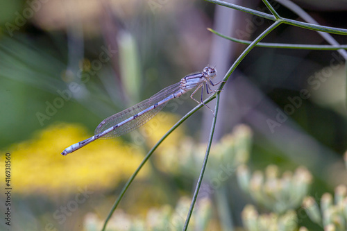 Common Bluetail Damselfly ,Ischnura heterosticta photo