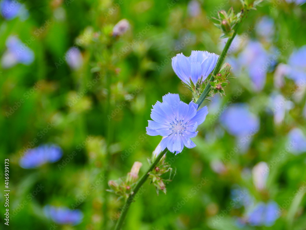 chicory delicate blue flowers close-up spring motives chicory delicate blue flowers close-up spring motives