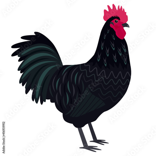 Australorp rooster Breed of chickens Vector illustration Isolated object