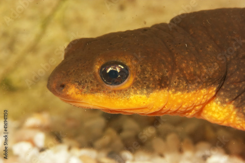 Closeup of the head of an aquatic male Roughskinned newt , Tariccha granulosa photo