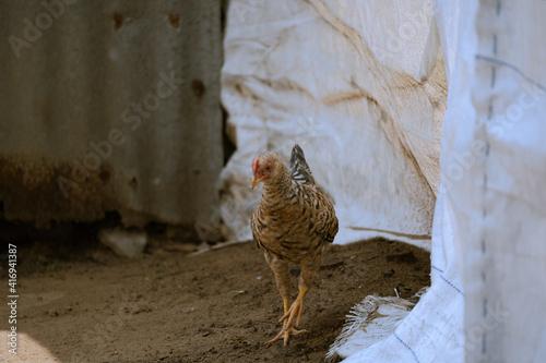 Poule dans une parcelle