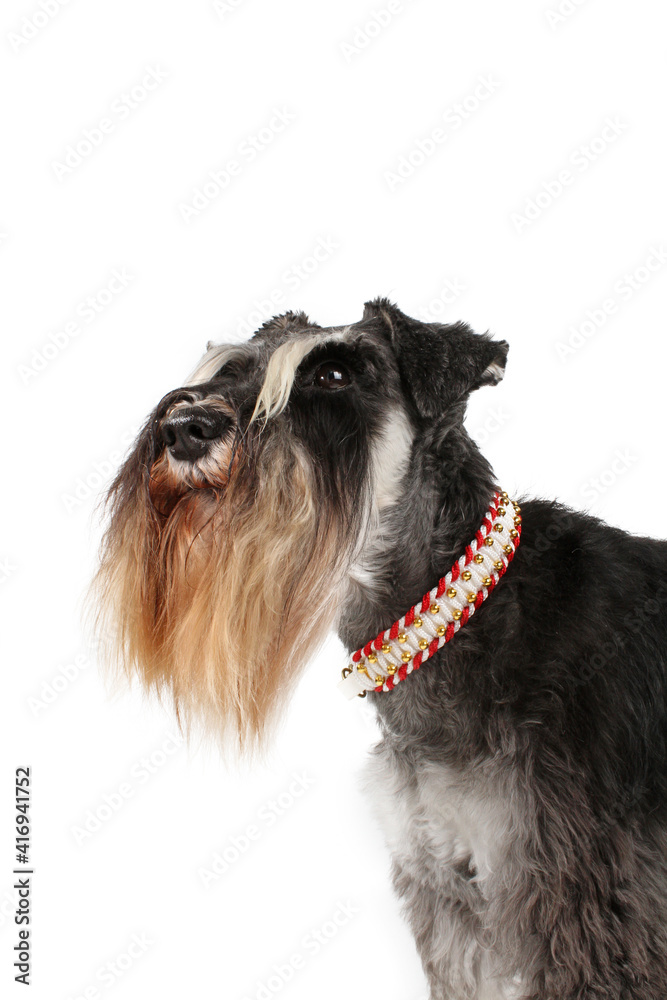 miniature schnauzer black and silver isolated on white 