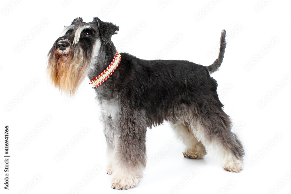 miniature schnauzer black and silver isolated on white 