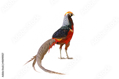 Beautiful golden pheasant isolated on white background photo