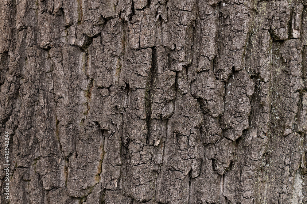 Structure and pattern of oak bark close up. Macro photography of tree Structure and pattern of oak bark close up. Macro photography of tree