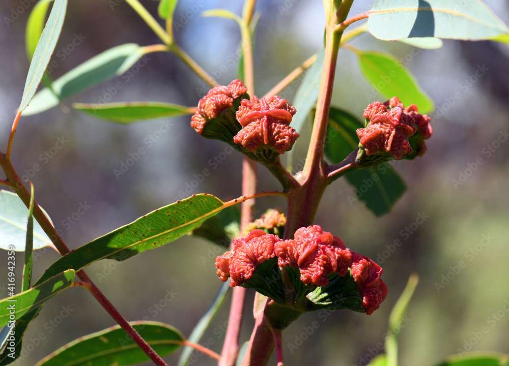 Red buds of the Australian native mallee gum tree Eucalyptus erythrocorys, family Myrtaceae. Also known as the Illyarrie, Red capped Gum or Helmet nut gum. Endemic to Western Australia. Red buds of the Australian native mallee gum tree Eucalyptus erythrocorys, family Myrtaceae. Also known as the Illyarrie, Red capped Gum or Helmet nut gum. Endemic to Western Australia.
