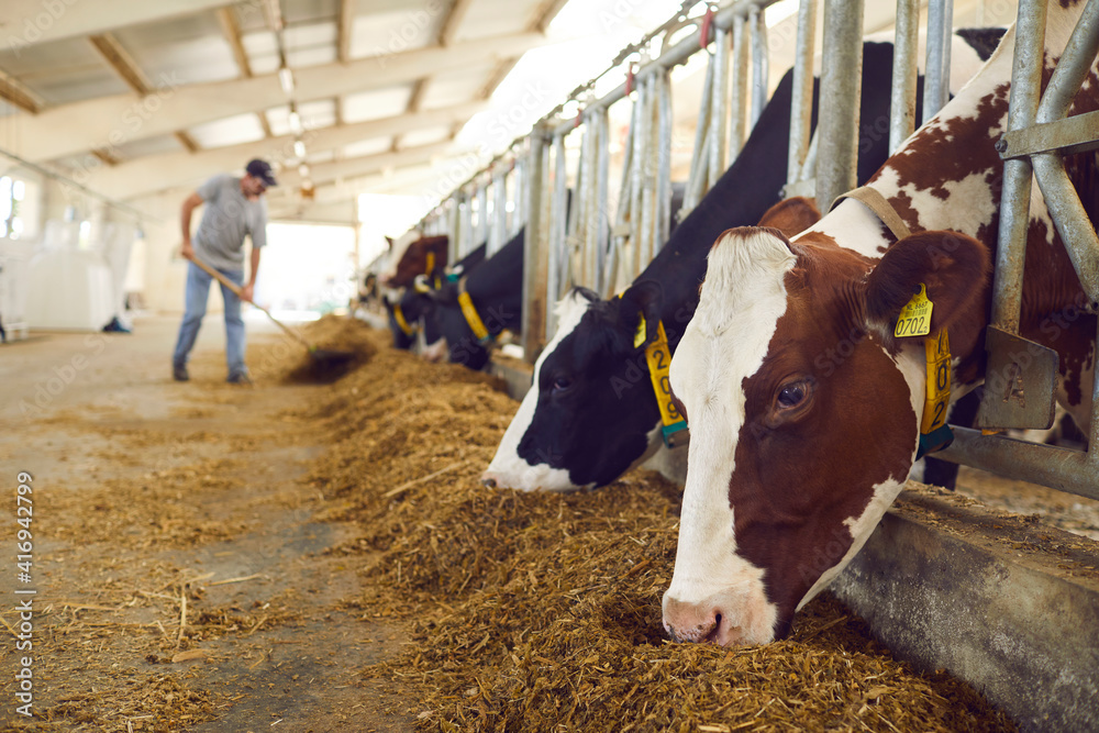 Herd of healthy dairy cows feeding in row of stables in feedlot barn on livestock farm Stock