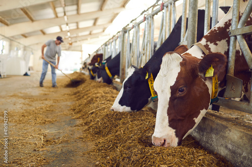 Fototapeta Herd of healthy dairy cows feeding in row of stables in feedlot barn on livestoc