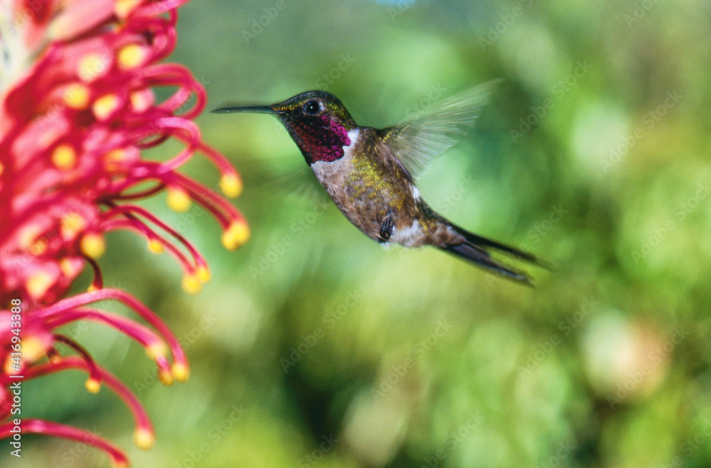 Fototapeta premium hummingbird amethyst woodstar feeding on a flower