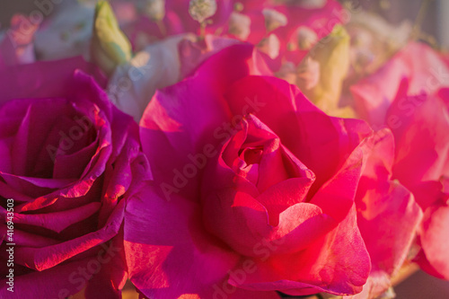 Bouquet of fresh amazing white and pink roses in craft paper. Beautiful flowers as gift for Mother   s  Valentine   s Day  Birthday or Wedding. Close up.