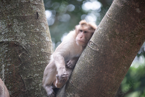 monkey on Tree