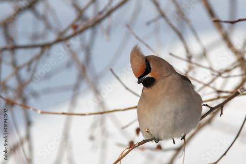 Bohemian Waxwing (Bombycilla garrulus) on a branch