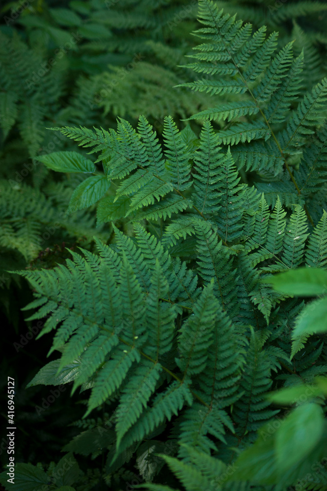 Beautiful green fern leaves close up.