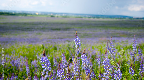 A field of blue flowers and green plants, a blurry background,a horizon line.