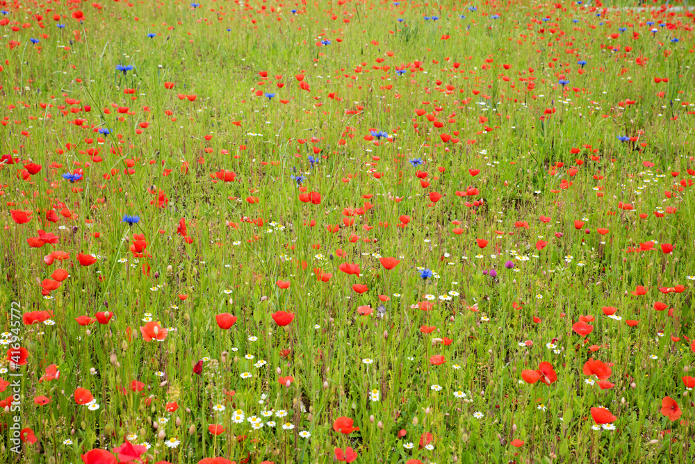 natural background with blooming red poppy, cornflowers and camomile