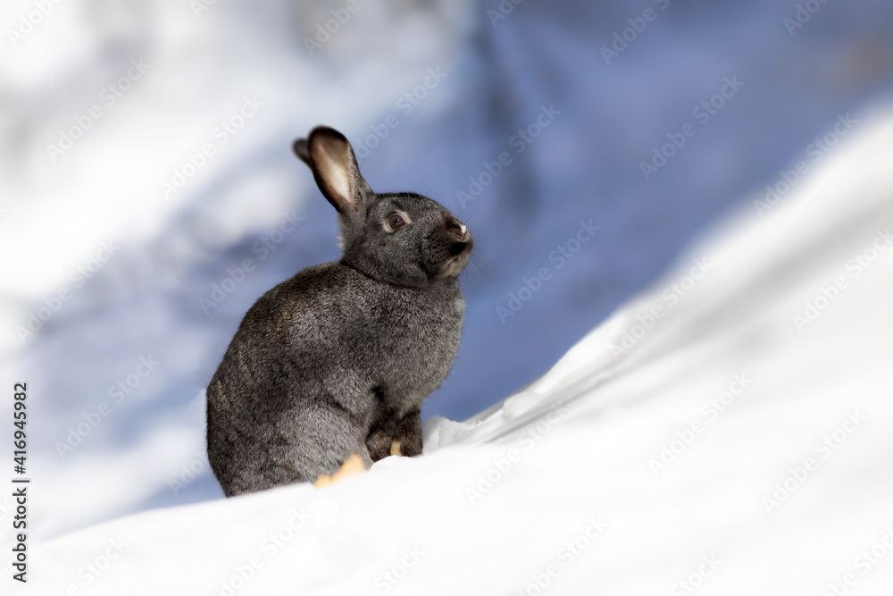 Naklejka premium Rabbit. Winter forest nature background. 
