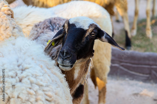 Sheep in the farm and eating the grass. photo