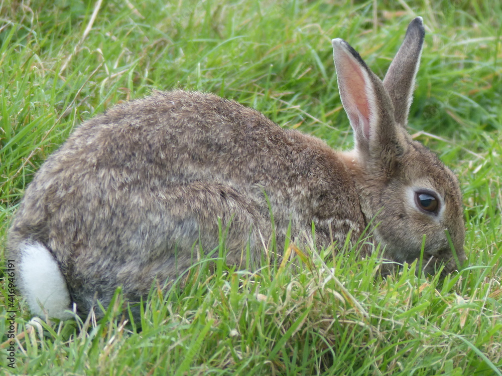 Fototapeta premium Wild rabbit nibbles grass.