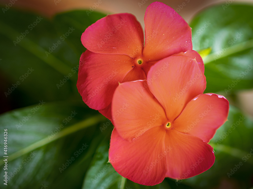 red rose flower red rose flower