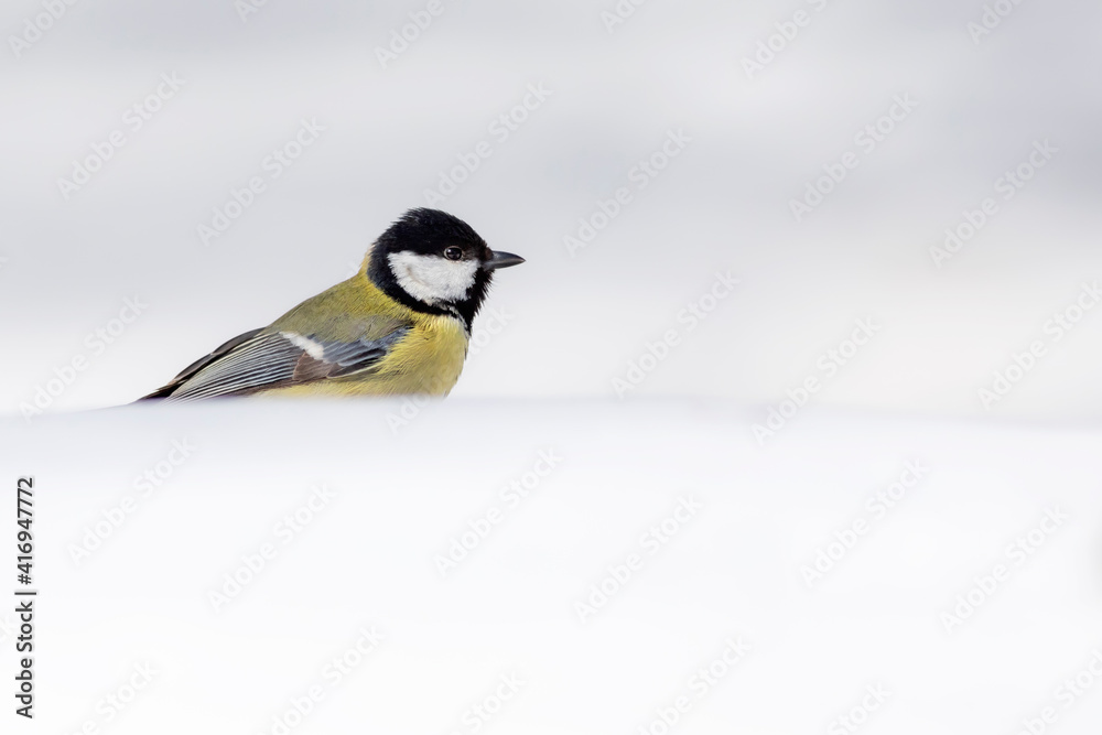 Winter nature and bird. White snow background. Bird: Great tit. Winter nature and bird. White snow background. Bird: Great tit.