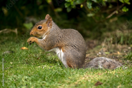 Grey Squirrel on the grass in Scotland  close up