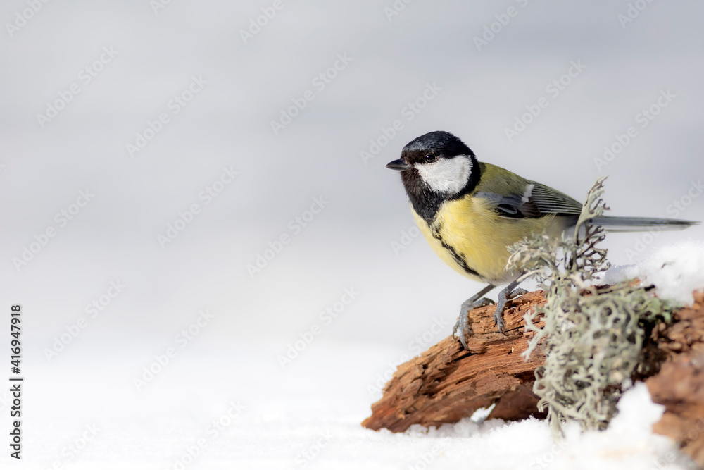 Winter nature and bird. White snow background. Bird: Great tit. Winter nature and bird. White snow background. Bird: Great tit.