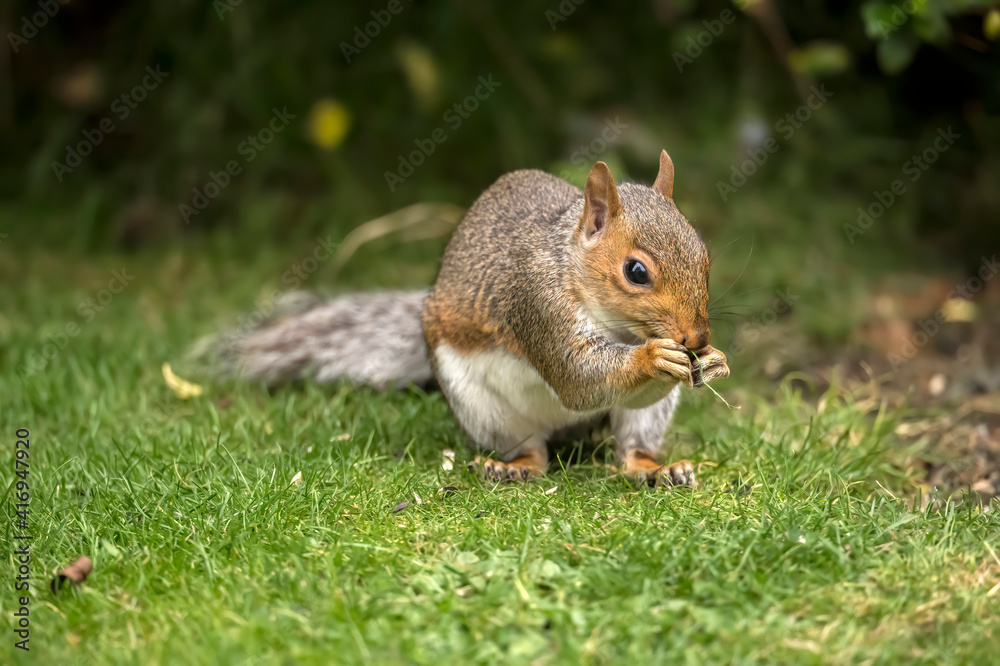 Grey Squirrel on the grass in Scotland, close up