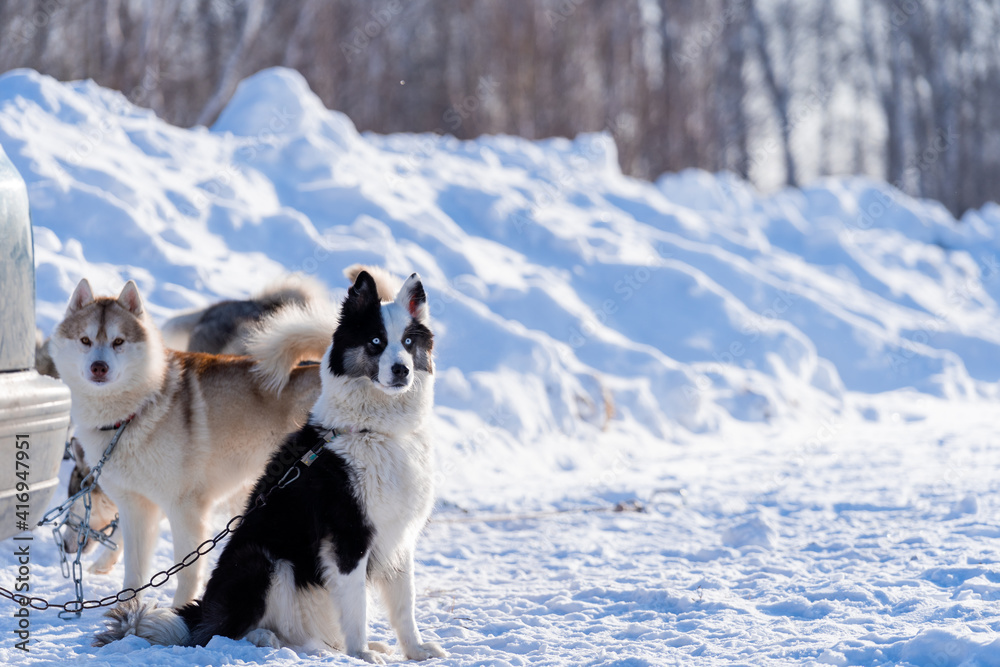 Northern sled dogs on vacation. West Siberian husky and Siberian husky on a leash Northern sled dogs on vacation. West Siberian husky and Siberian husky on a leash