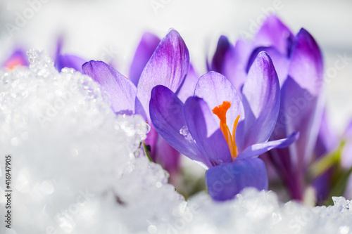 Crocus in the snow photo