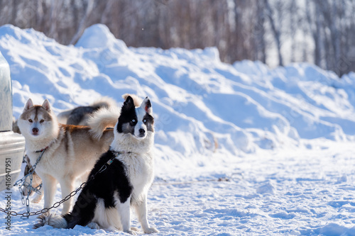 Northern sled dogs on vacation. West Siberian husky and Siberian husky on a leash