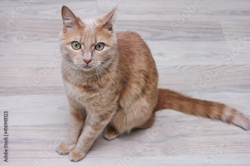 A red cat sitting on the floor and looking intently straight into the camera