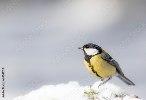 Winter nature and bird. White snow background. Bird: Great tit. 