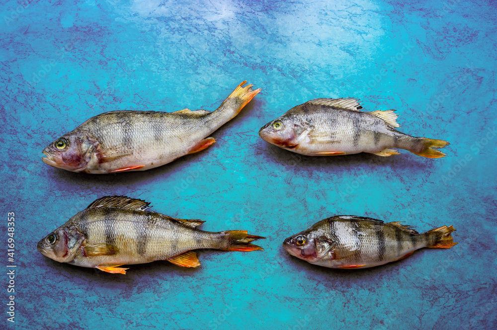 Fototapeta premium A group of fish on a blue background