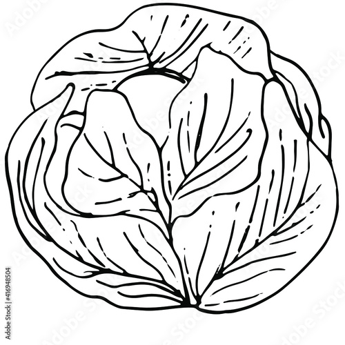 Round cabbage with lush leaves, an indispensable ingredient in salads, dietetic healthy food, vitamins. Design for eco-friendly non-GMO product line. Drawn by black lines on a white background, vector
