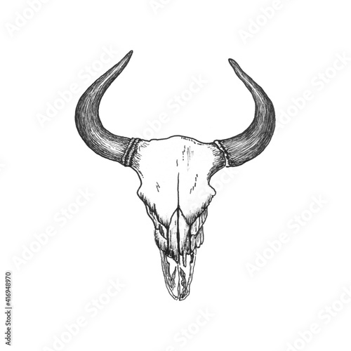 Skull of a horned pair-hoofed animal of a bull or buffalo, hand-drawn in a sketch style. Vintage merch for t-shirt, denim jacket or bag design. Buffalo skull isolated on white.