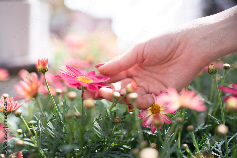 Fototapeta ピンクの花に触る女性の手