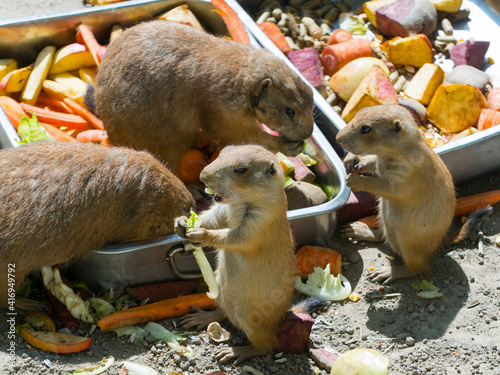 Black-tailed prairie dogs are eating some vegetables