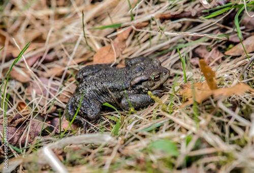 A Toad in some dry grass