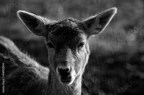 Fototapeta Naklejka Na Ścianę i Meble -  animals