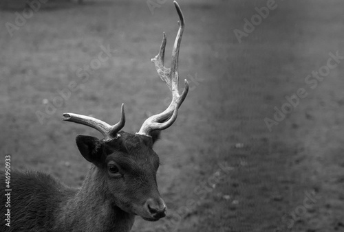 Fototapeta Naklejka Na Ścianę i Meble -  animal
