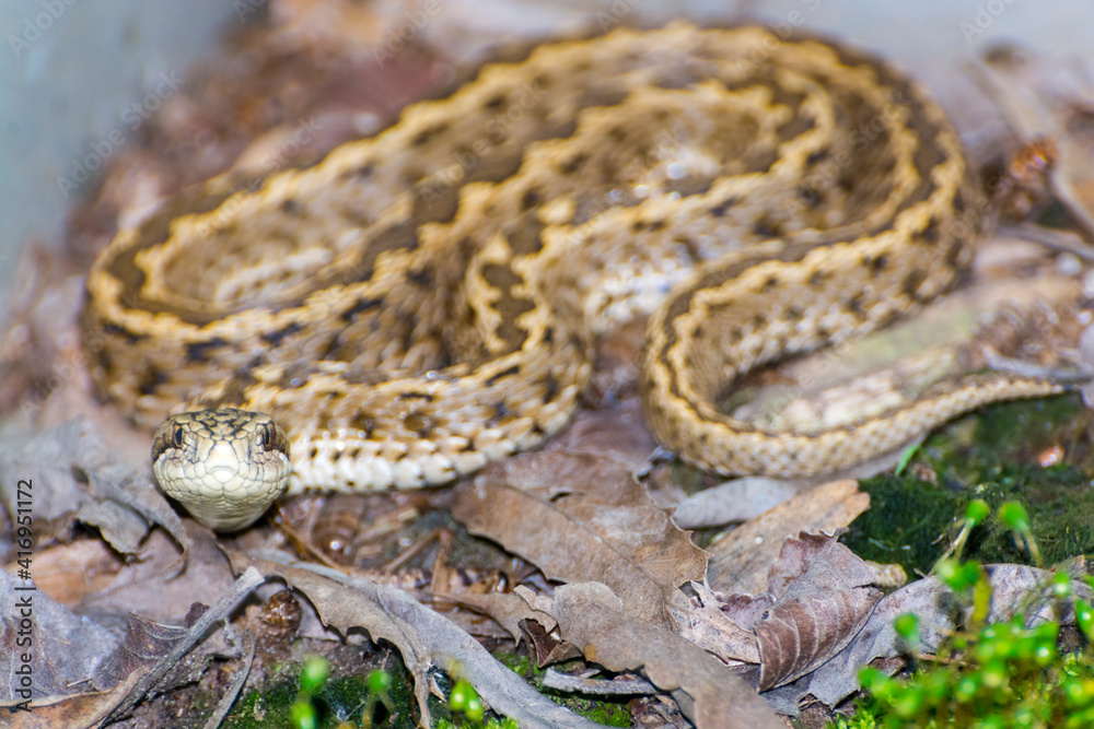 An endangered Hungarian viper on the ground An endangered Hungarian viper on the ground