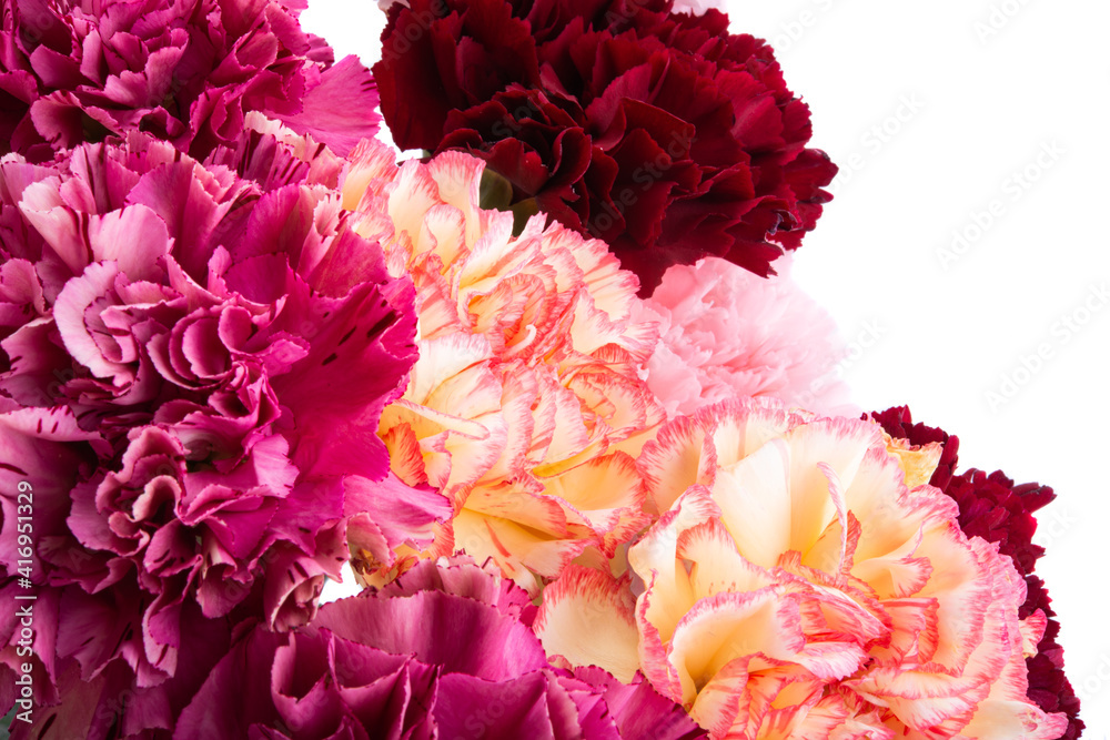 carnation isolated on white background isolated carnation isolated on white background isolated