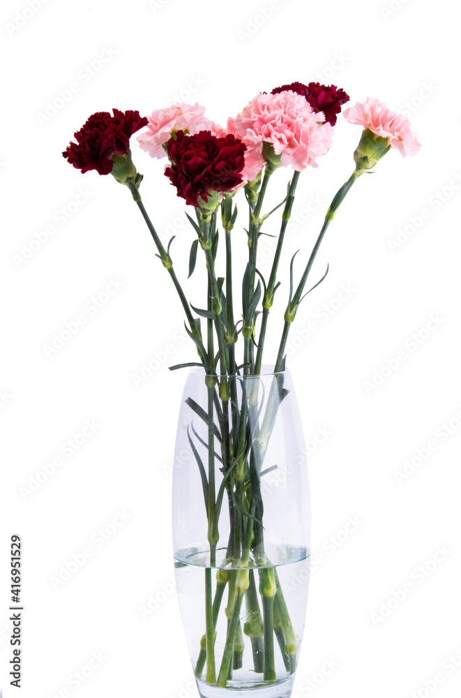 carnation isolated on white background isolated carnation isolated on white background isolated
