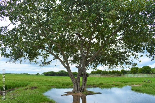 Photography the old tree in the water