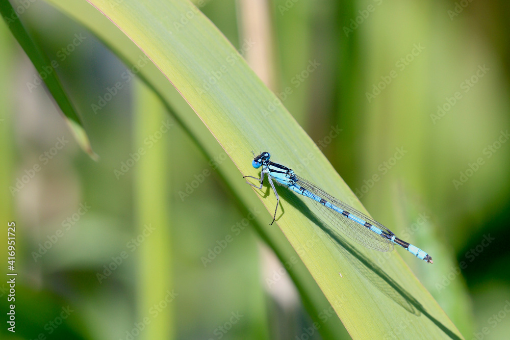 A Northern Damselfly basking in very bright sunlight. Scientific name Coenagrion hastulatum. A Northern Damselfly basking in very bright sunlight. Scientific name Coenagrion hastulatum.