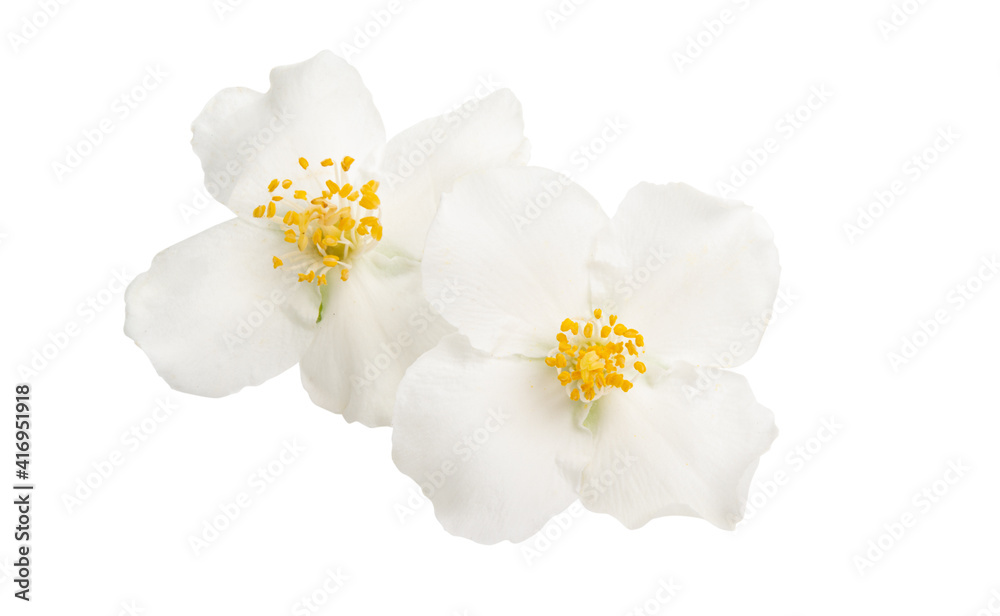 jasmine flowers isolated jasmine flowers isolated